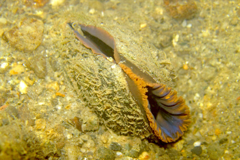 Margaritifera margaritifera Vermont Atlas of Life