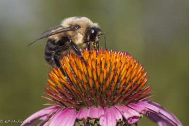 Male Brown-belted Bumble Bee (Bombus griseocollis) perched on purple coneflower. / © K.P. McFarland