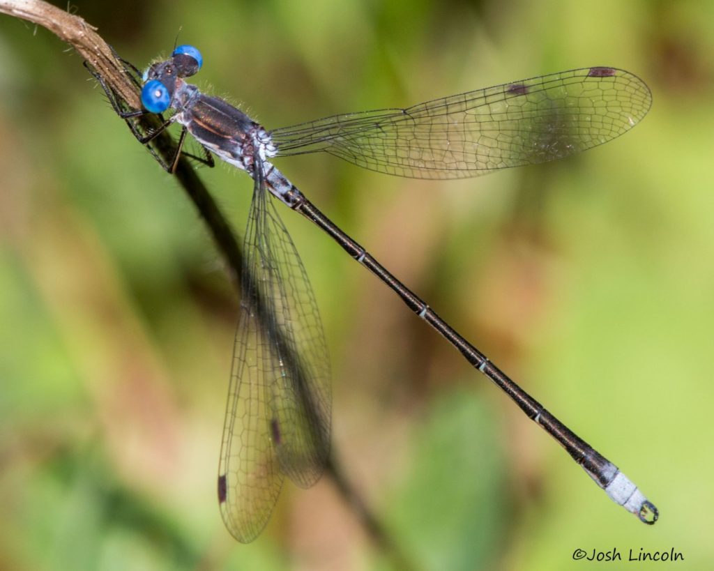 Lestes congener (Spotted Spreadwing)