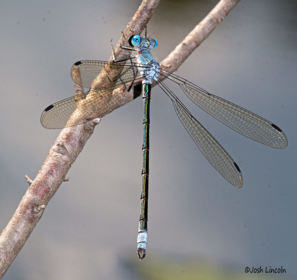 Lestes eurinus (Amber-winged Spreadwing)