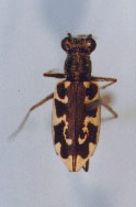 Puritan Tiger Beetle (C. puritana).