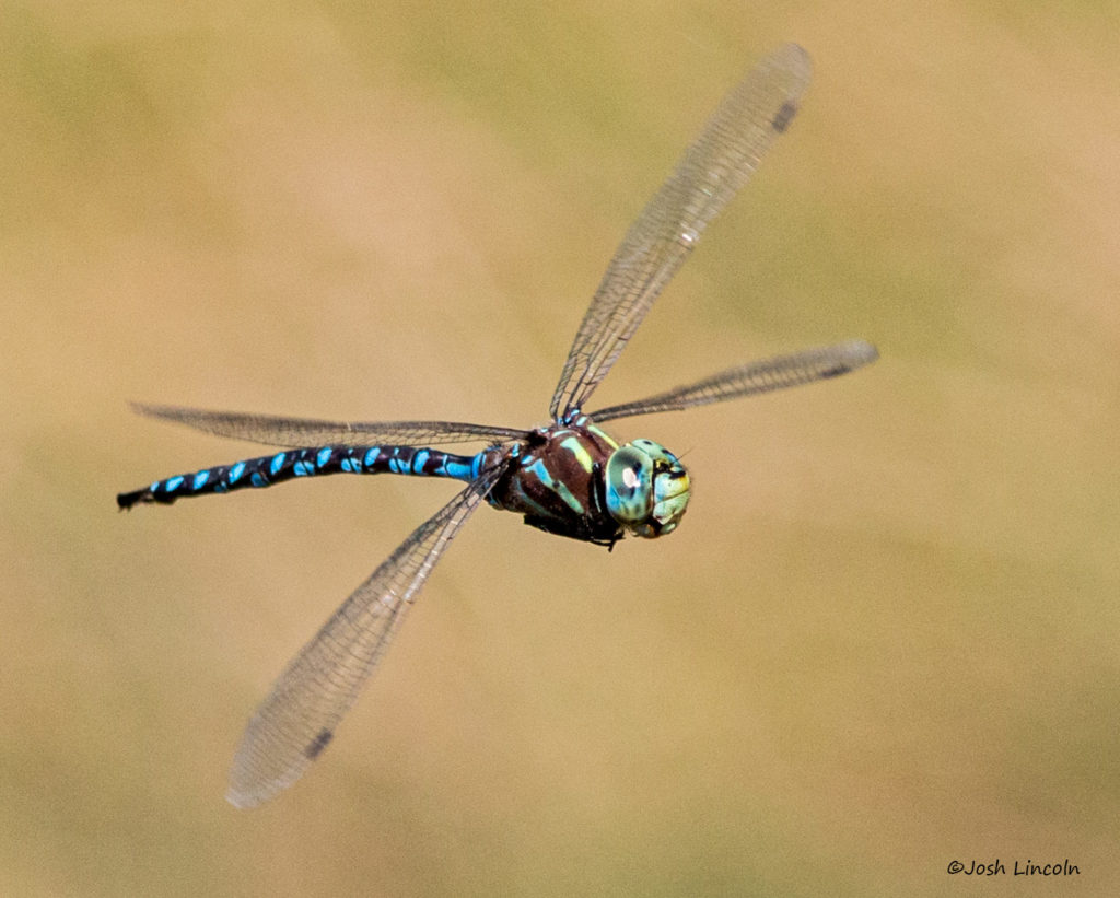 Aeshna constricta (Lance-tipped Darner)