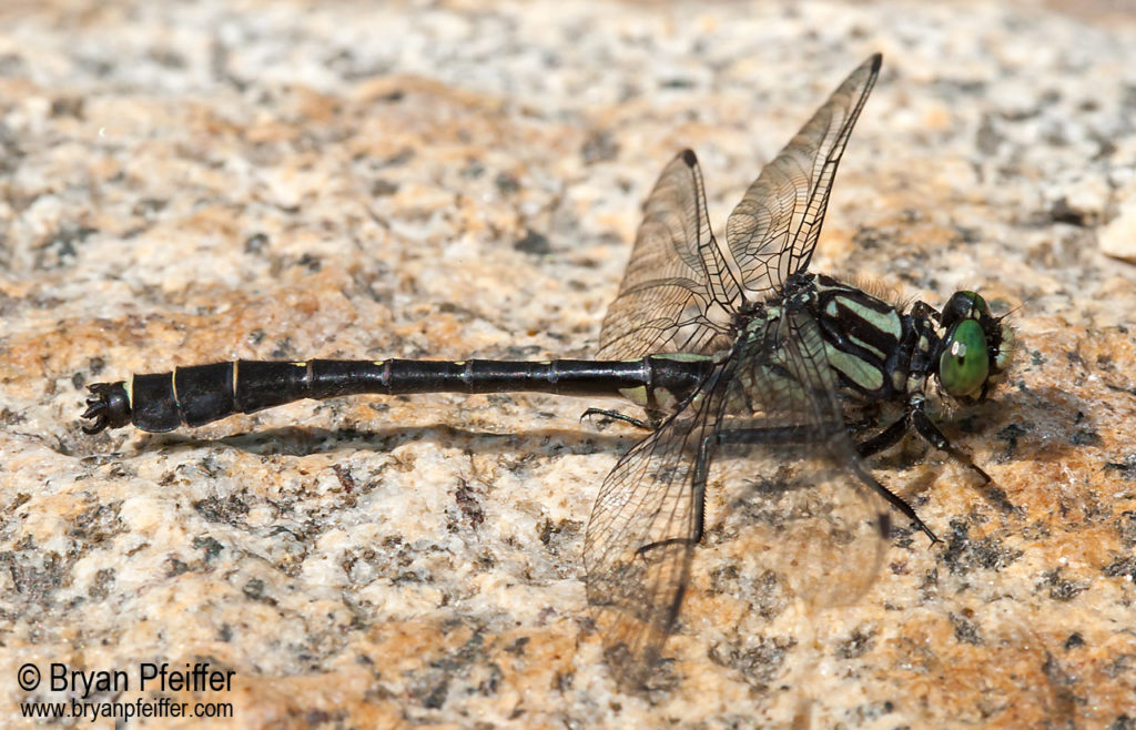 Gomphus adelphus (Mustached Clubtail)