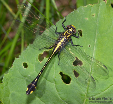 Cobra Clubtail | Vermont Atlas of Life