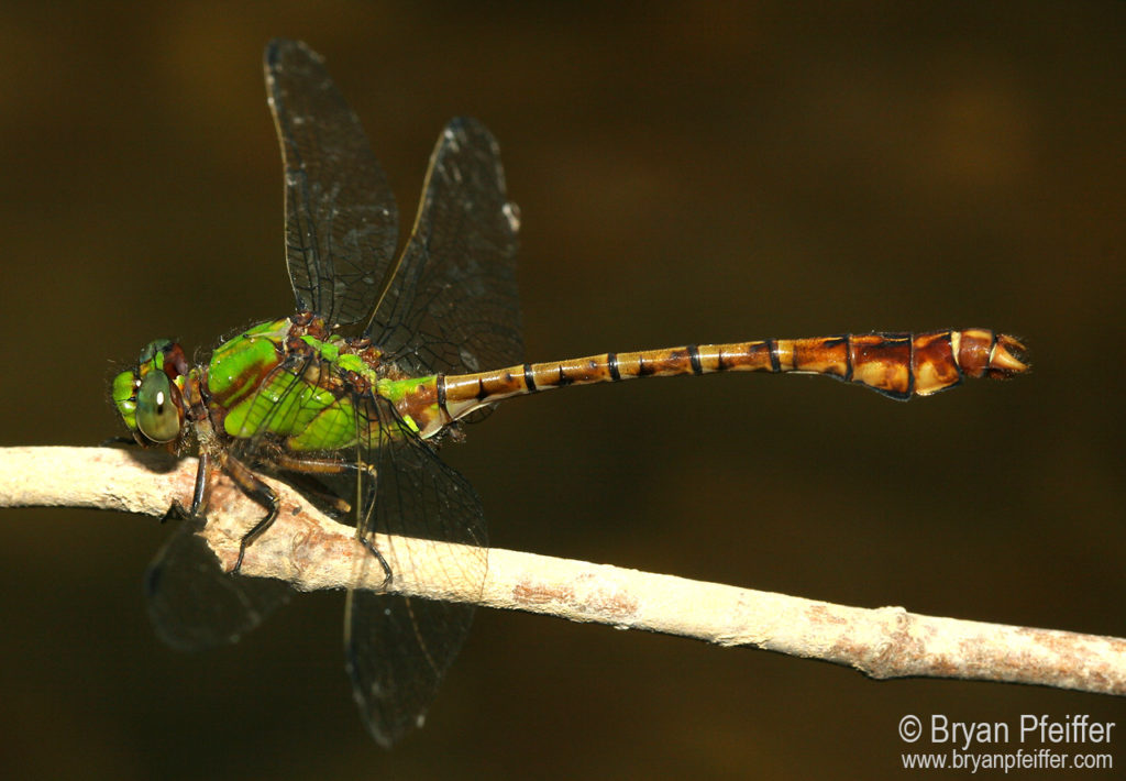 Ophiogomphus rupinsulensis (Rusty Snaketail)