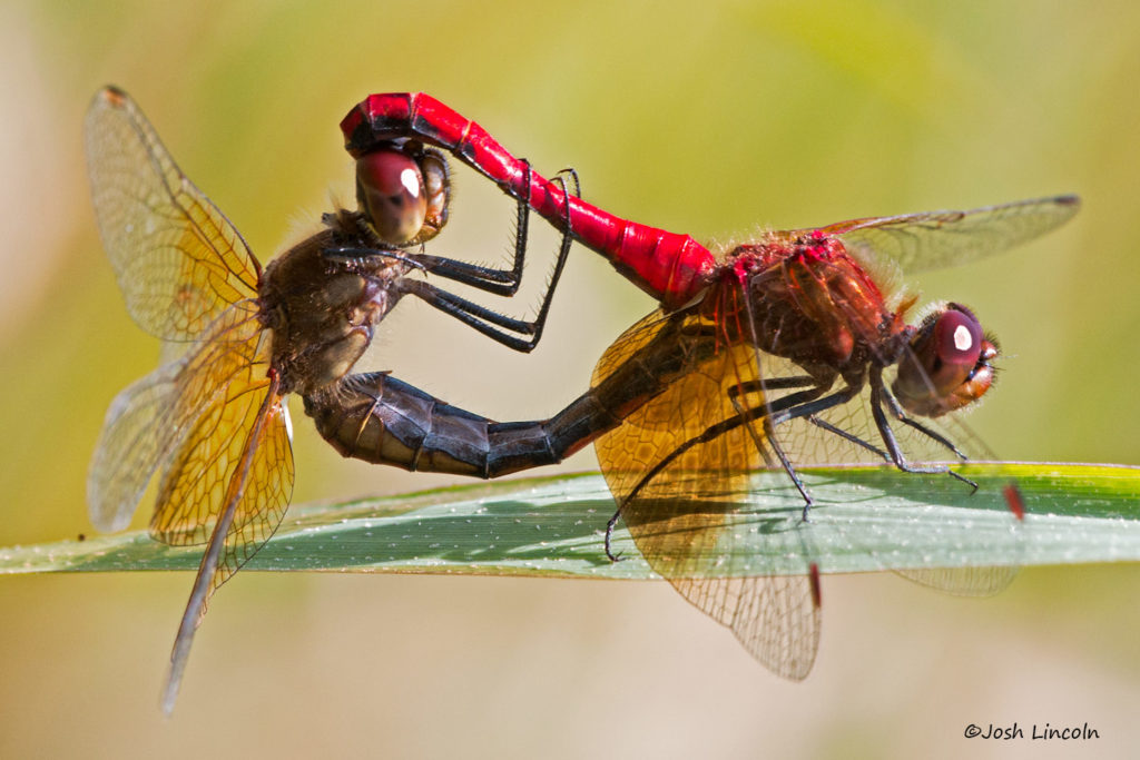 Sympetrum semicinctum (Band-winged Meadowhaawk)