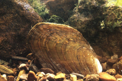 Fluted-shell (Lasmigona costata). Dick Biggins, U.S. Fish and Wildlife Service - Image Library. Mollusks.