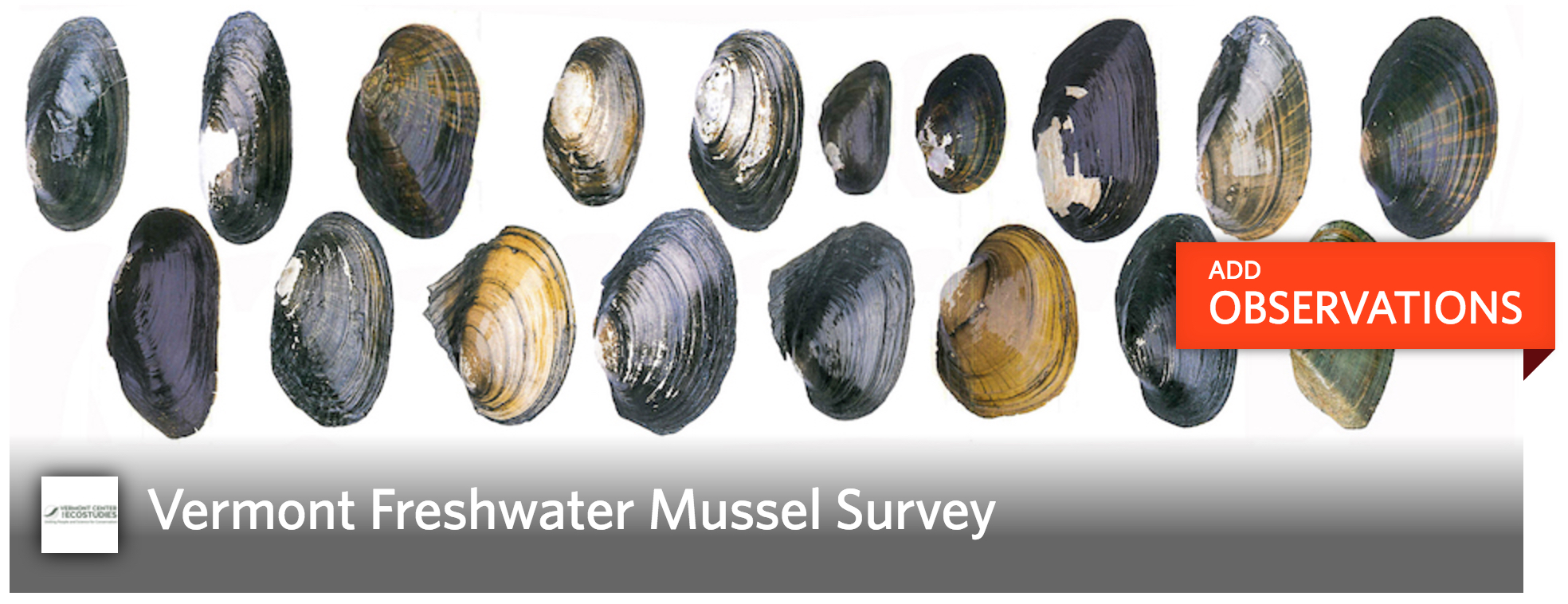 Report mussels Vermont Atlas of Life