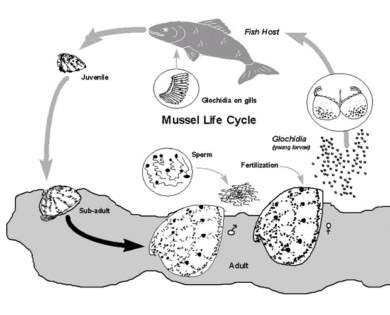 Freshwater mussel life cycle. 