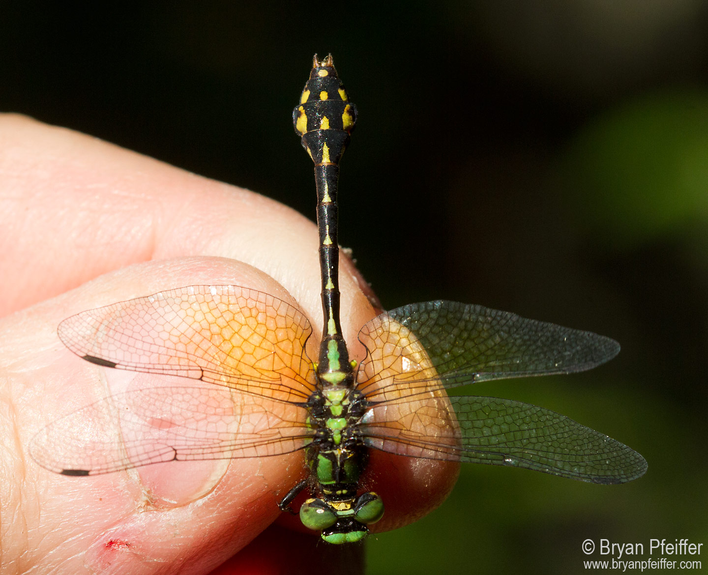 Ophiogomphus howei (Pygmy Snaketail)