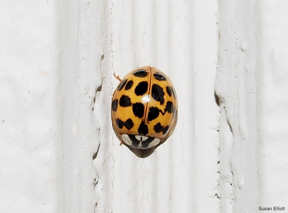 Asian Lady Beetle  Vermont Atlas of Life