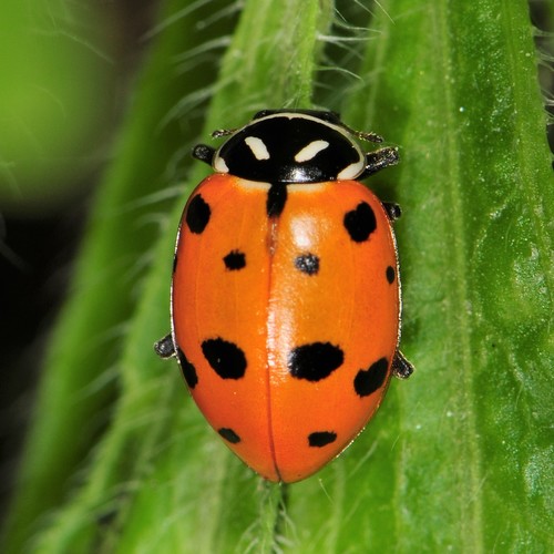 convergent ladybug - Hippodamia convergens