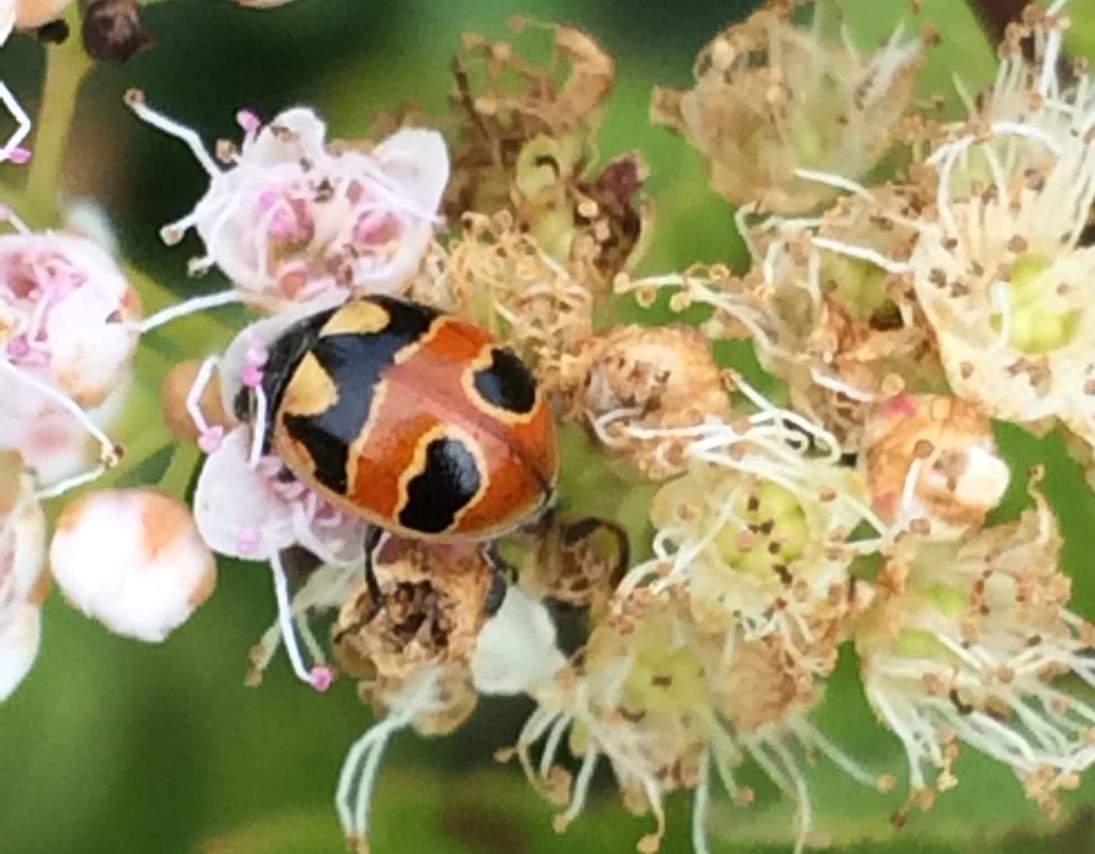 coccinella hieroglyphica