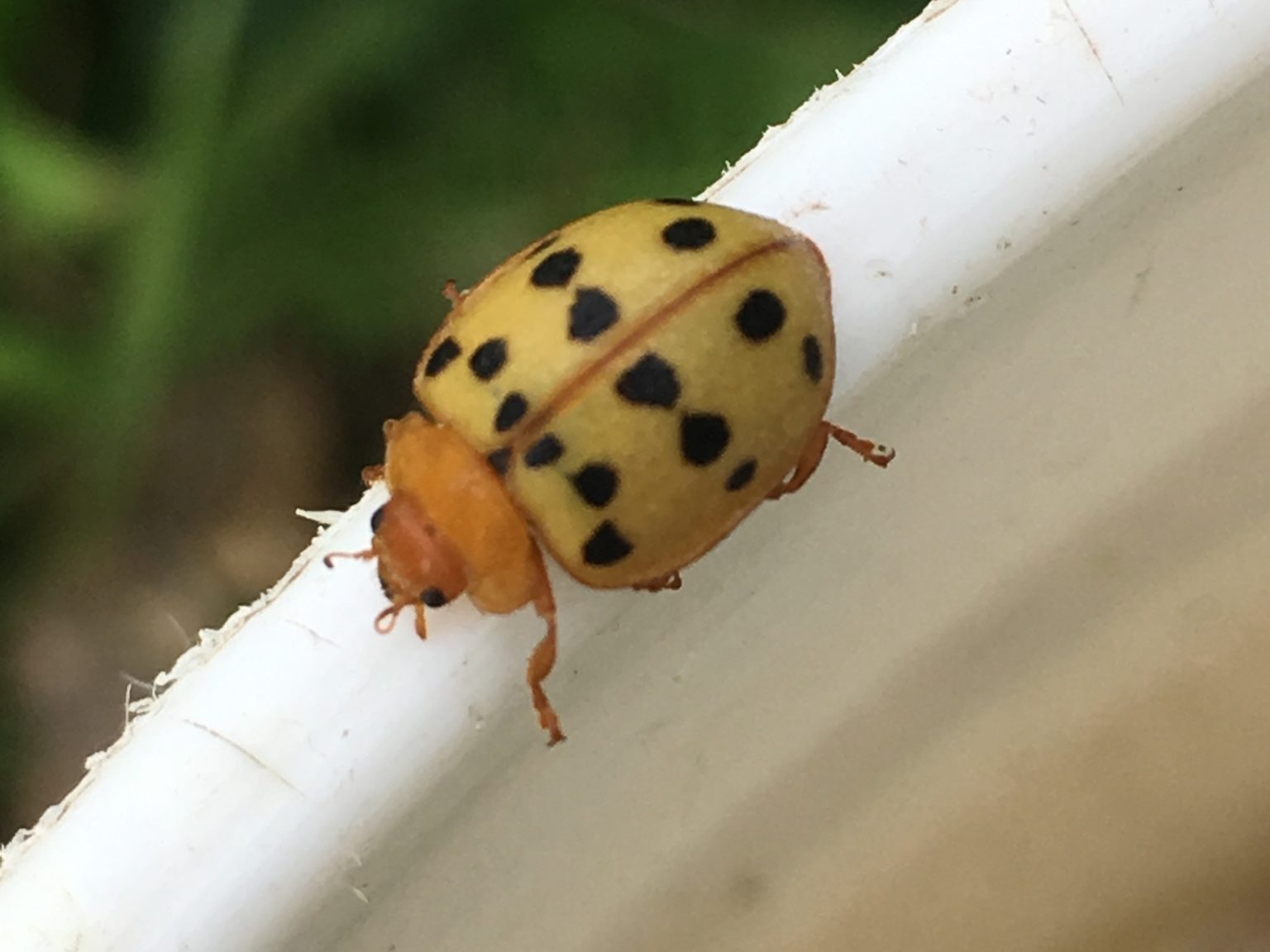 Mexican Bean Beetle Vermont Atlas Of Life