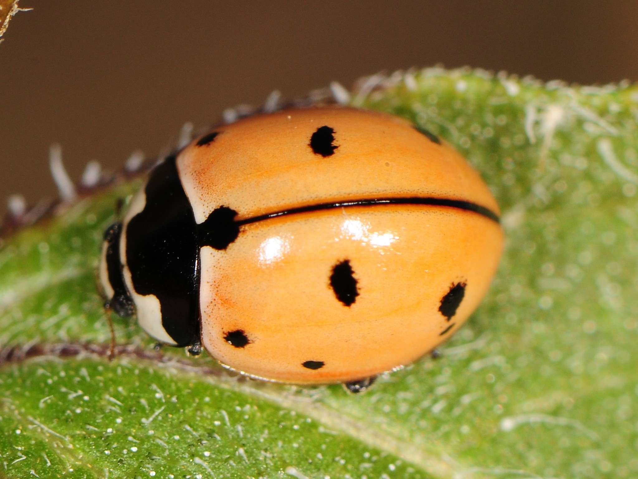 nine-spotted-lady-beetle-vermont-atlas-of-life