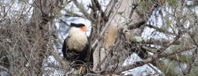 Crested Caracara in Vermont