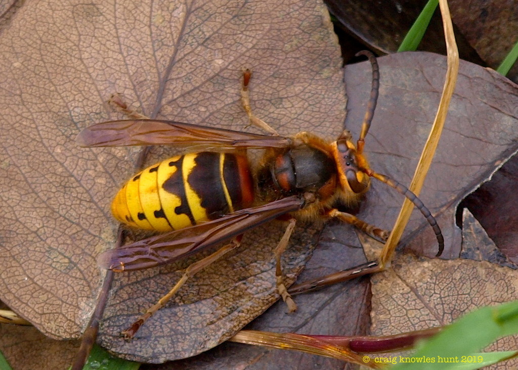European Hornet Identified For The First Time In Vermont | Vermont