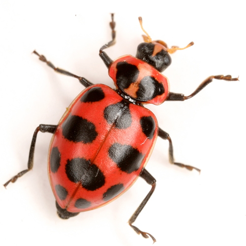 Spotted Lady Beetle | Vermont Atlas Of Life