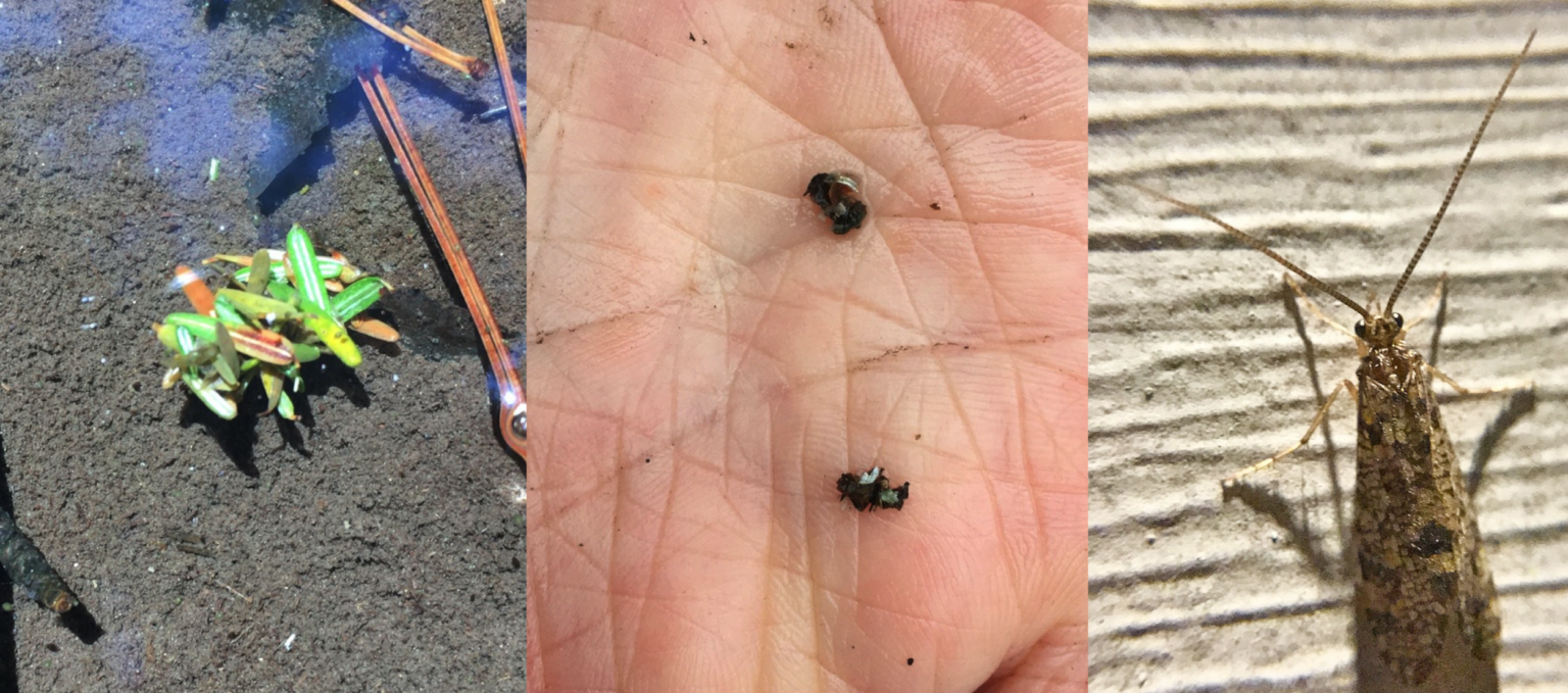 Caddisfly (Trichoptera) Vermont Atlas of Life