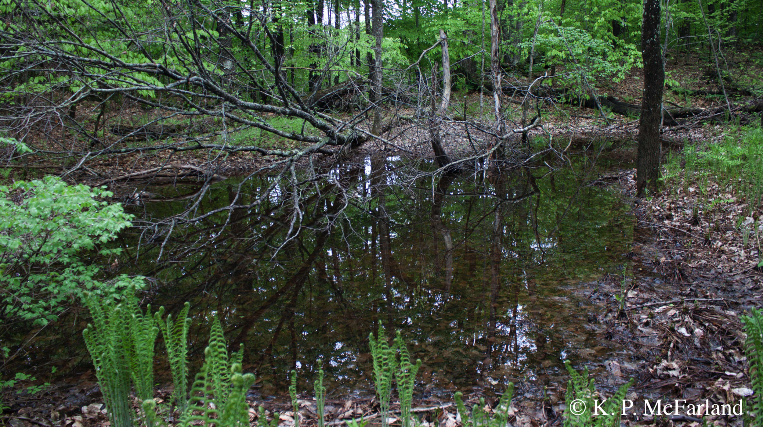 Vermont Vernal Pool Species 