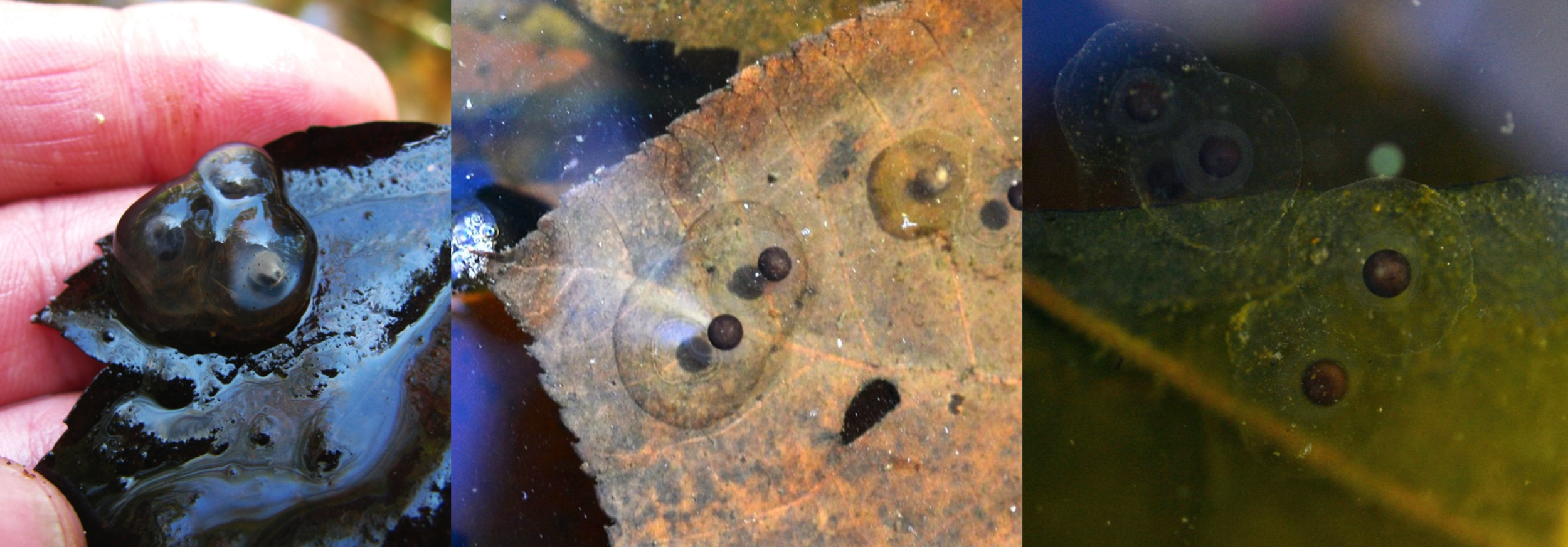 Blue-spotted Salamander Eggs