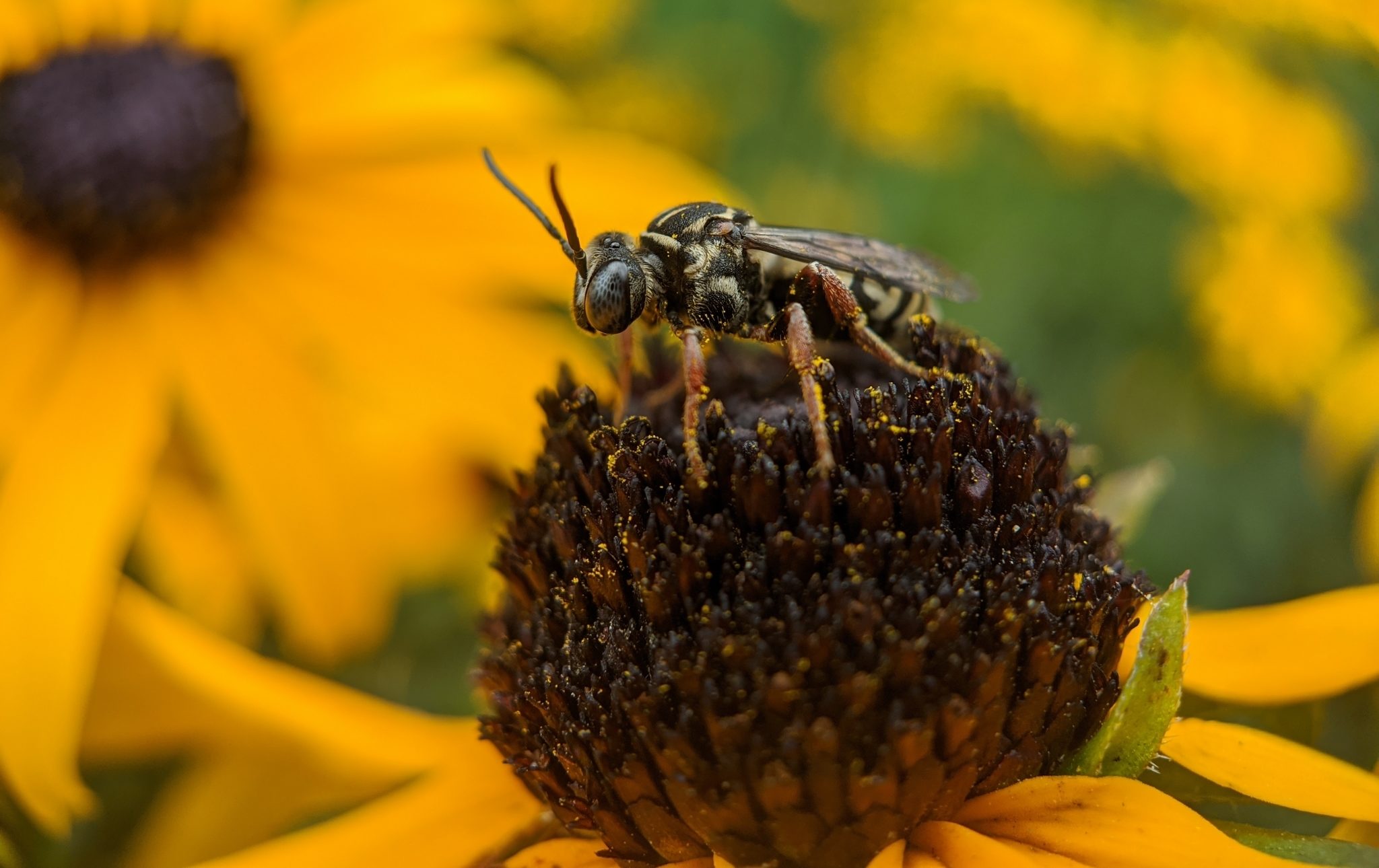 The Bees of Vermont Vermont Atlas of Life