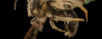 Andrena pruni Male