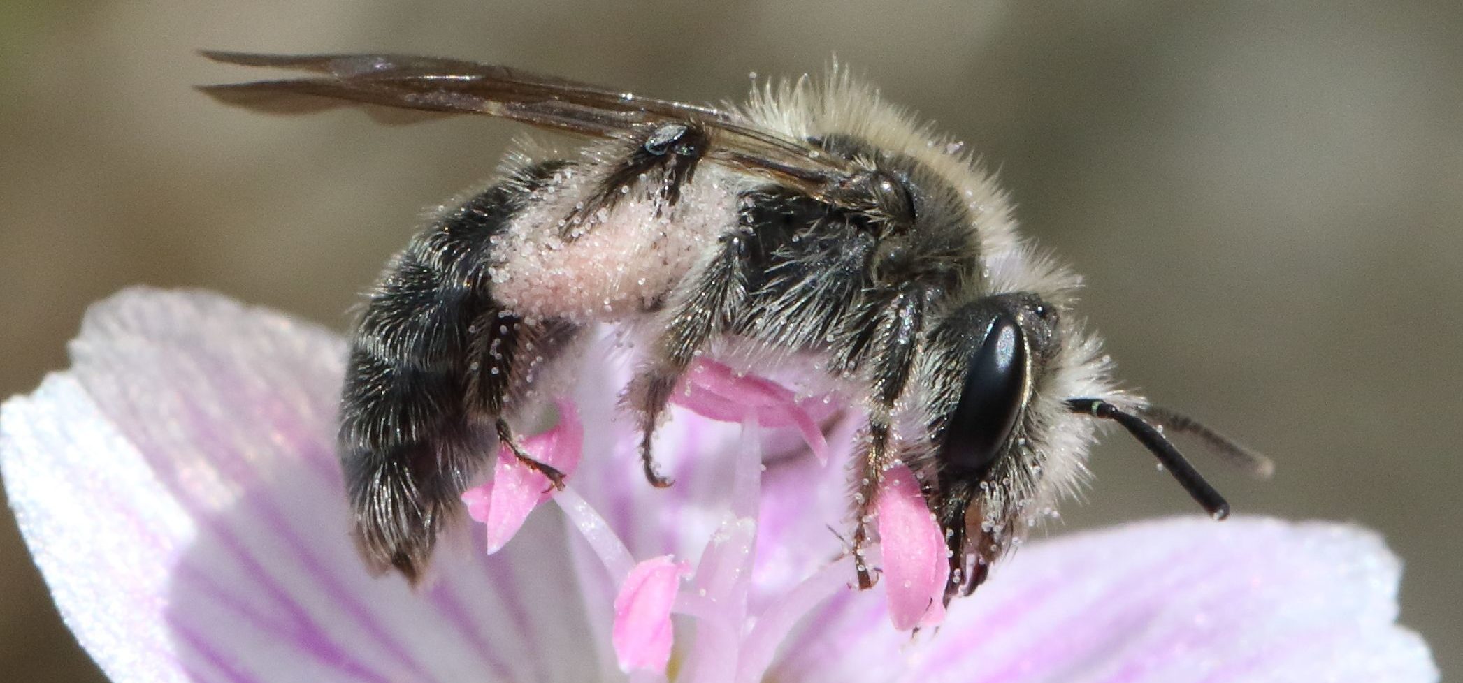 Spring Beauty Mining Bee (Andrena erigeniae) | Vermont Atlas of Life