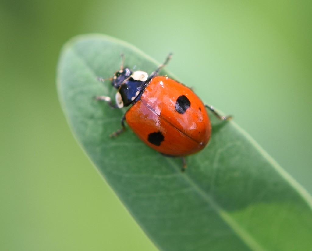 Two-spotted Lady Beetle