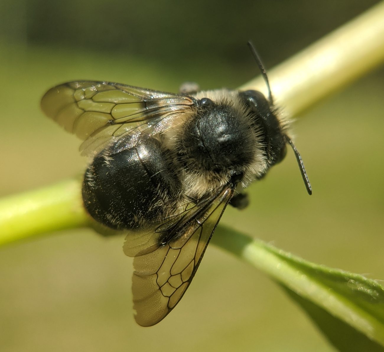 Common Digger Bees | Vermont Atlas of Life