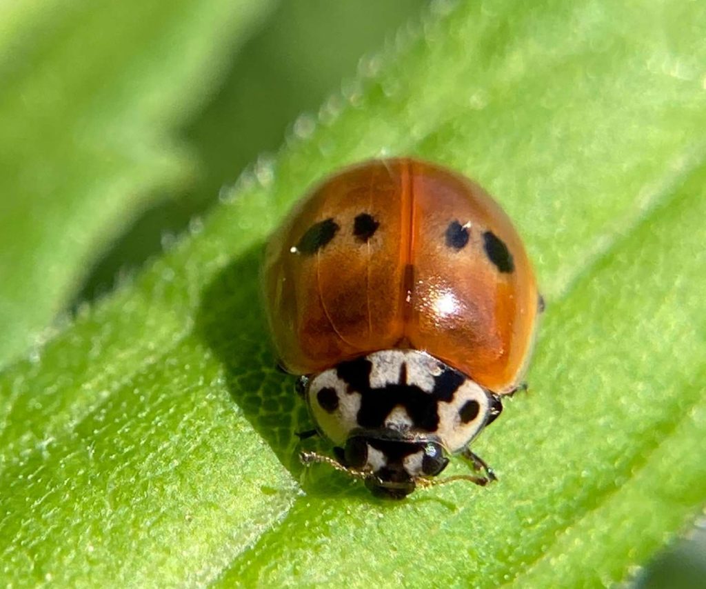 After 25 years, Two-spotted Lady Beetle is Rediscovered in Vermont ...