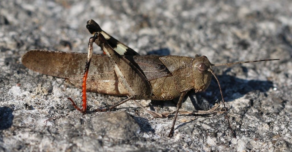 Boll's Grasshopper (Spharagemon bolli)