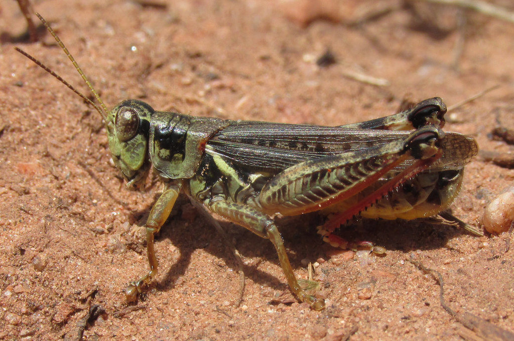 Bruner's Spur-throat Grasshopper (Melanoplus bruneri)