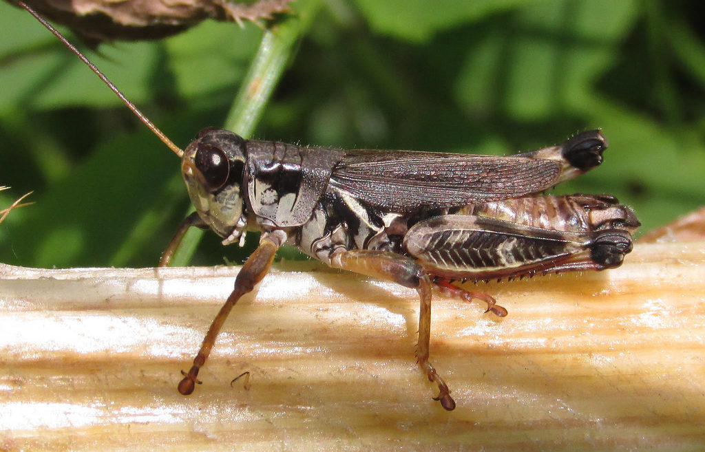 Huckleberry Spur-throat Grasshopper (Melanoplus fasciatus)