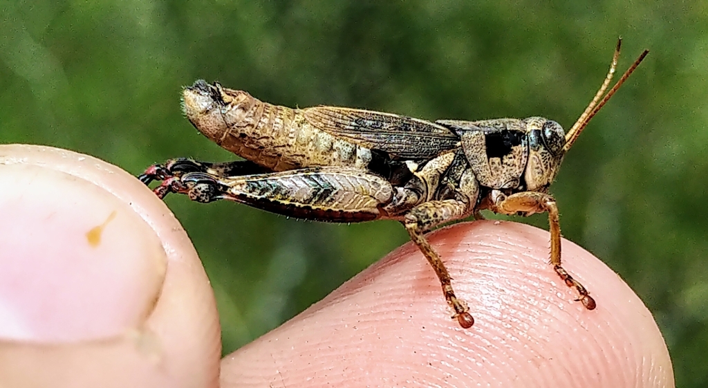 Huron Short-winged Locust (Melanoplus huroni)