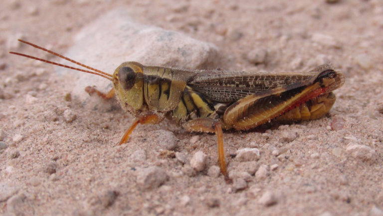 Keeler’s Spur-throat Grasshopper | Vermont Atlas of Life