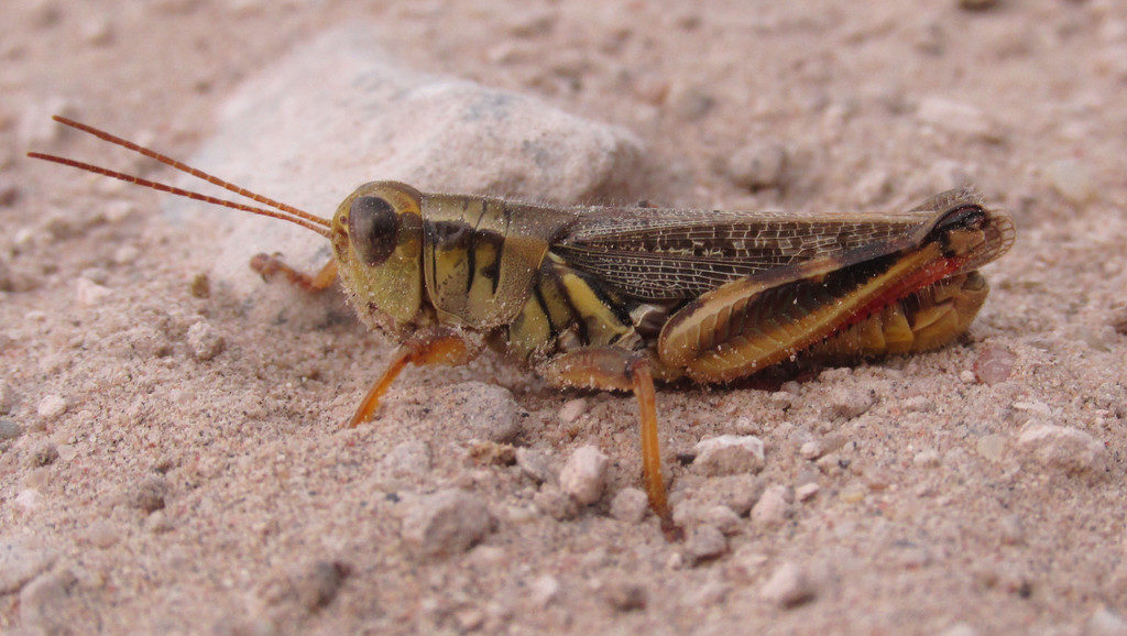 Keeler's Spur-throat Grasshopper (Melanoplus keeleri)