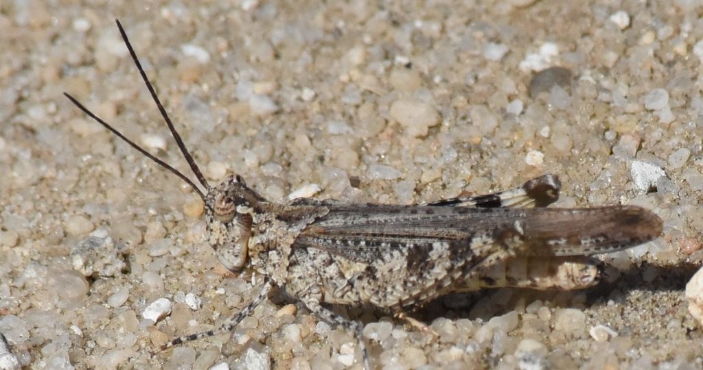 Longhorn Band-wing Grasshopper (Psinidia fenestralis)