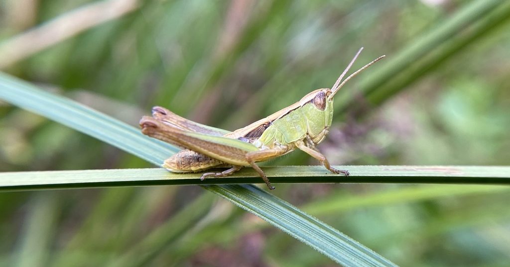 Marsh-Meadow-Grasshopper