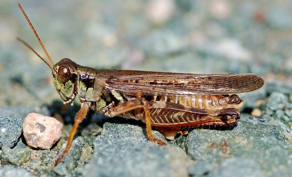 Migratory Grasshopper (Melanoplus sanguinipes)