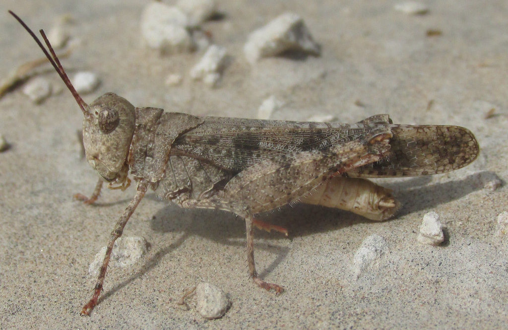 Mottled Sand Grasshopper (Spharagemon collare)