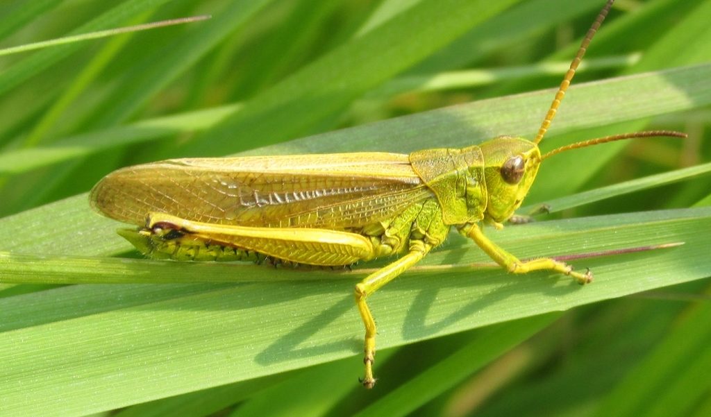 Northern Sedge Locust (Stethophyma gracile) 
