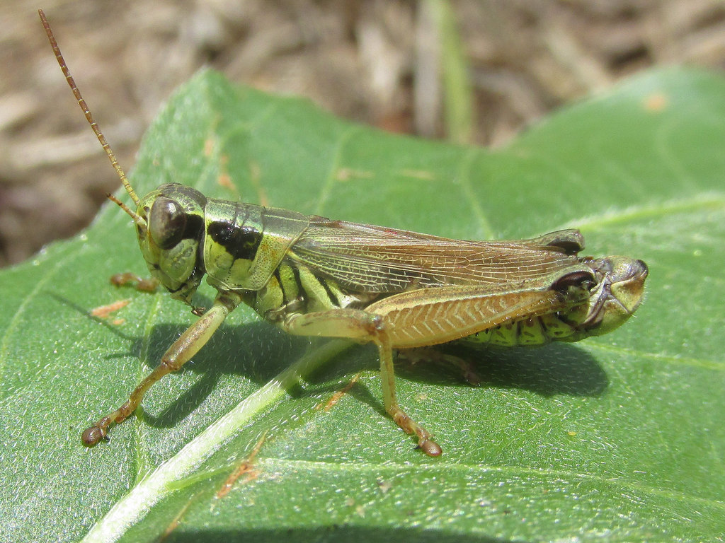 Northern Spur-throat Grasshopper (Melanoplus borealis)