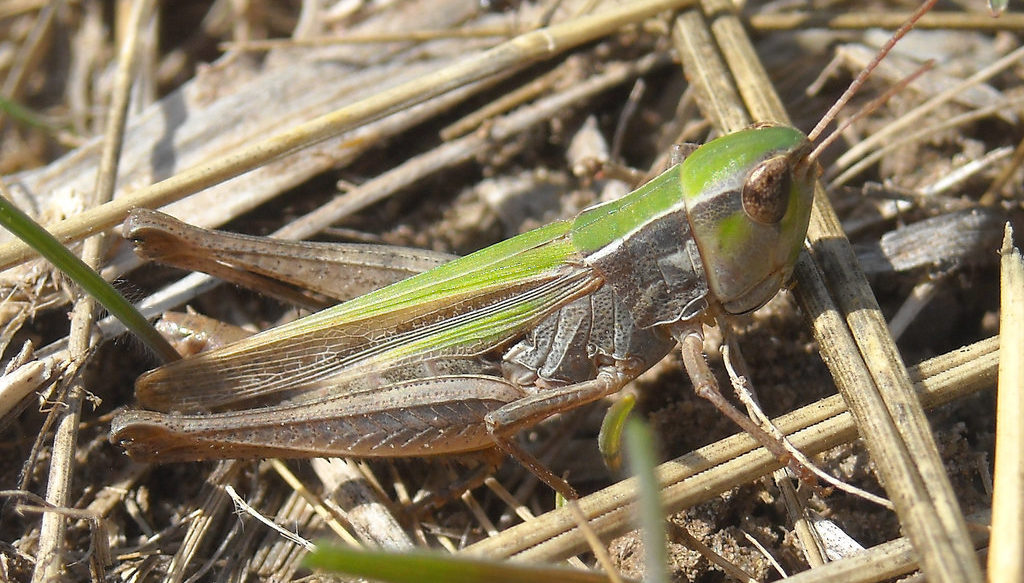 Pasture Locust (Orphulella speciosa)