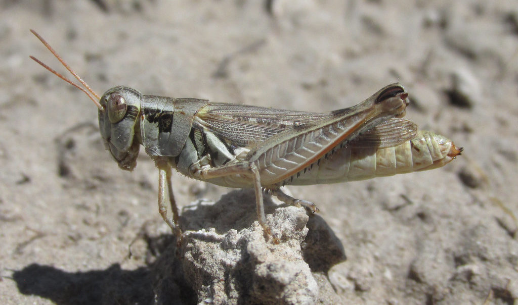 Pasture Spur-throat Grasshopper (Melanoplus confusus)
