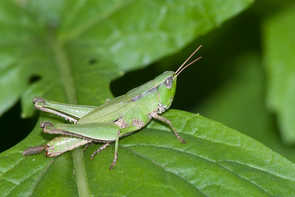 Short-winged Green Grasshopper (Dichromorpha viridis)