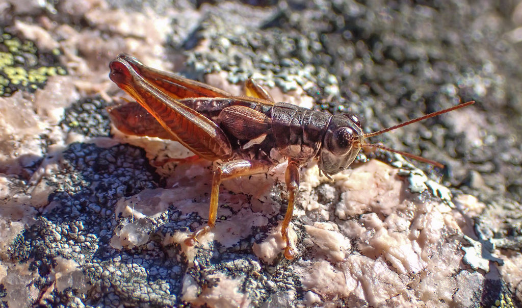 Smith's Spur-throat Grasshopper (Melanoplus mancus)