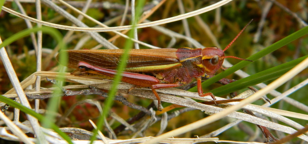 Striped Sedge Grasshopper (Stethophyma lineatum)