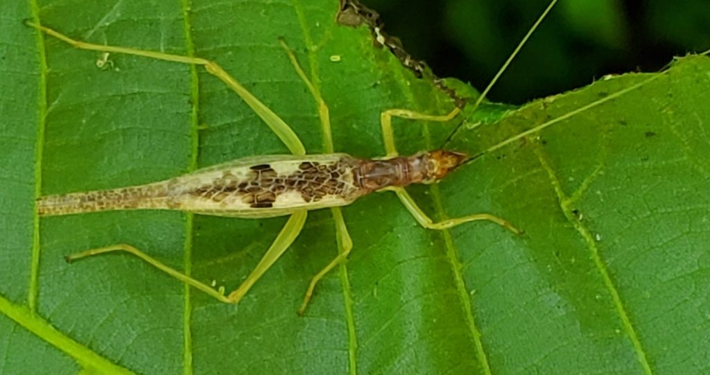 Two-spotted Tree Cricket (Neoxabea bipunctata)