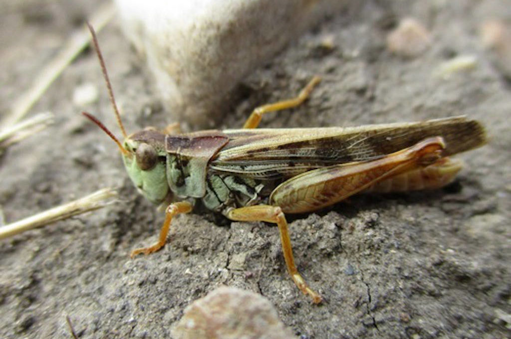 Clear-winged Grasshopper (Camnula pellucida)